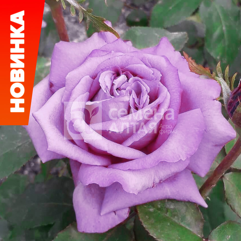 Коллекционный сорт розы Стелла Магна: ценность и редкость